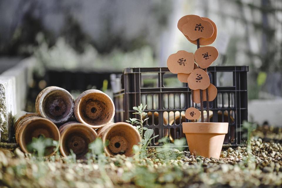 Plantas a medida para ti