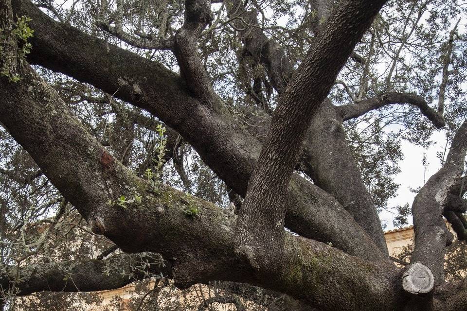 Su preciosa encina