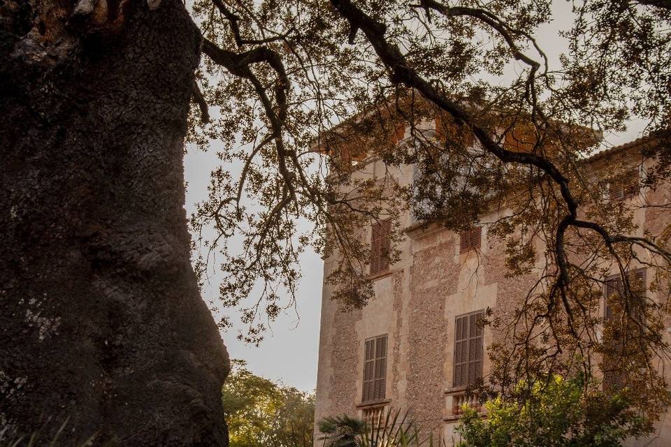 Fachada y encina