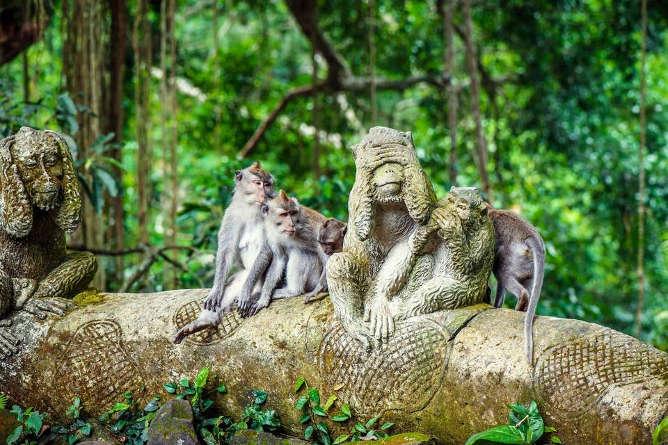 Monkey Forest