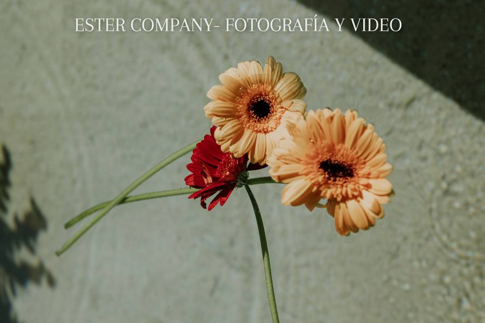 Ester Company