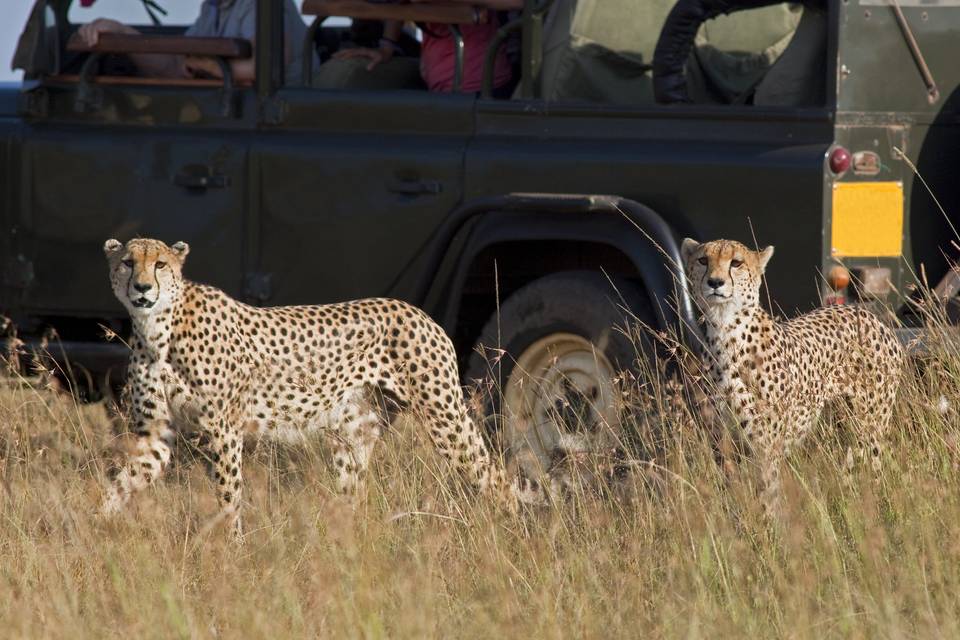 African safari