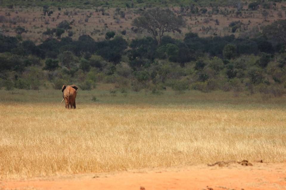 Safari en Kenia