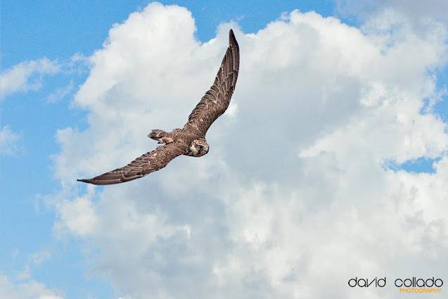 Bodas aves rapaces