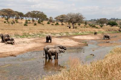 Safari