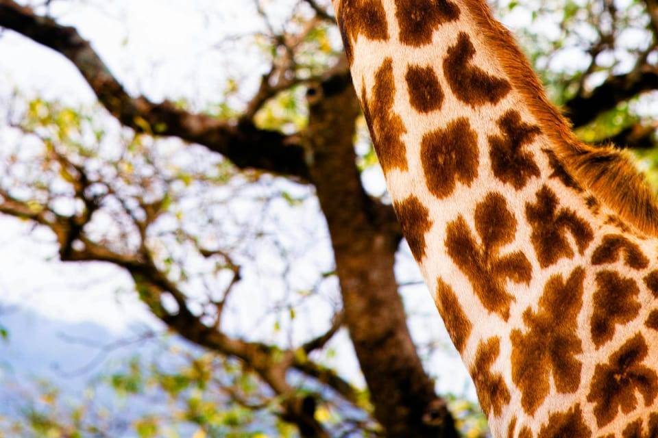 Safari