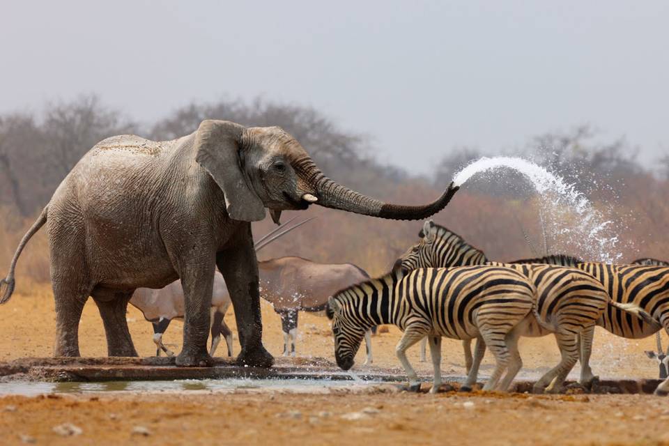 Safari africano