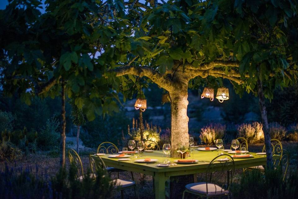 Fig tree