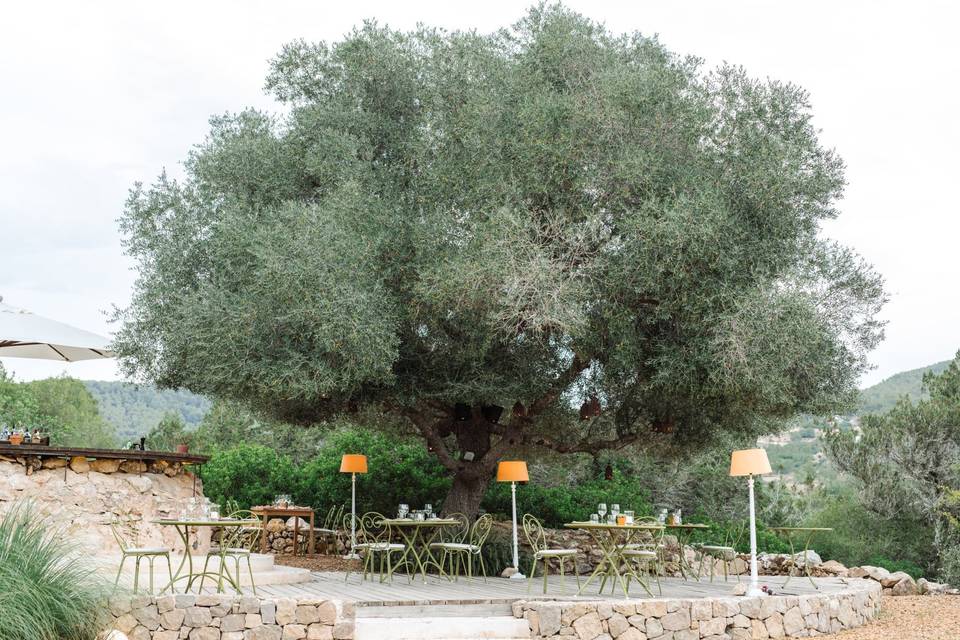 Olive tree