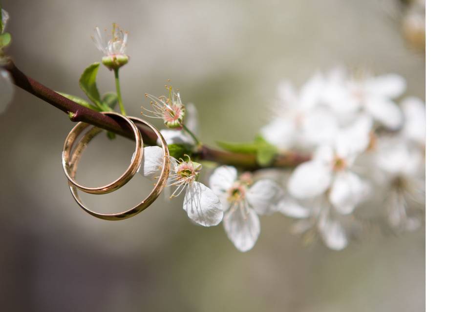 Anillos