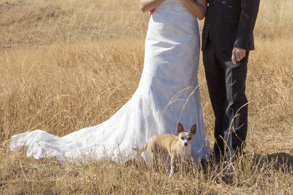 Postboda con mascota