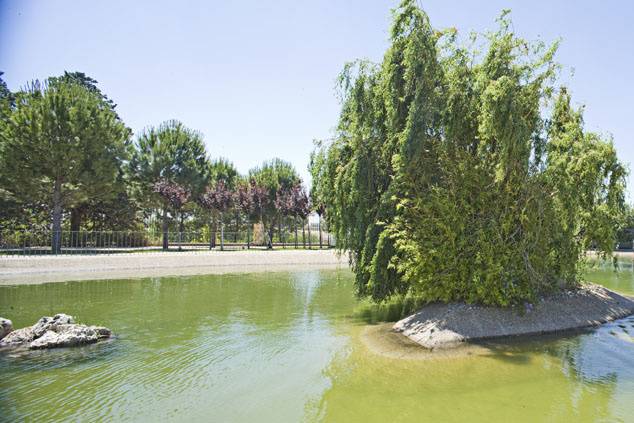 Lago con cisnes