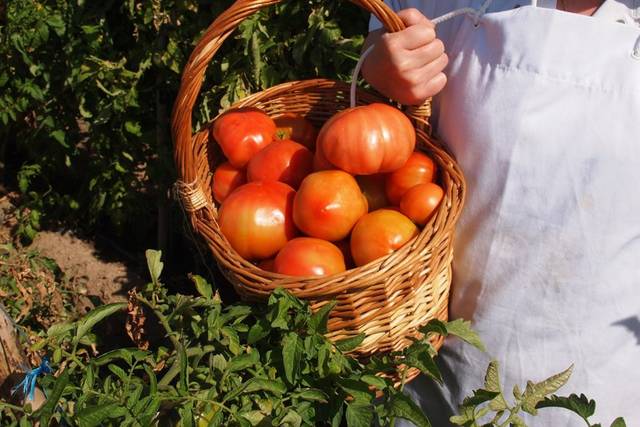 Huerta