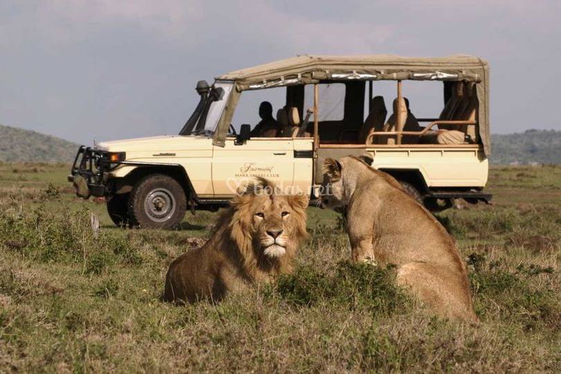 Safari en Kenya