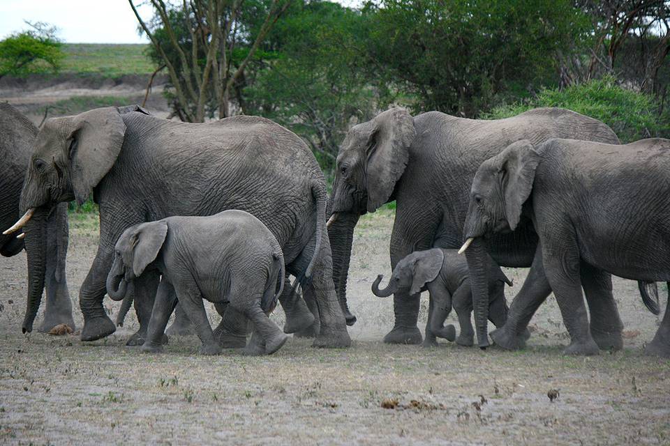 Tarangire - Tanzania