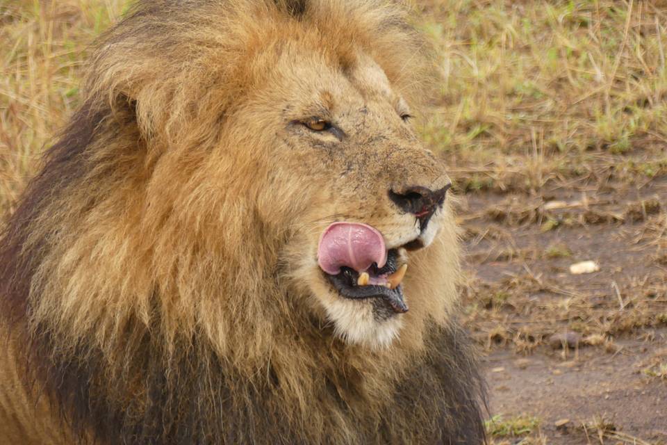 Serengeti, Tanzania