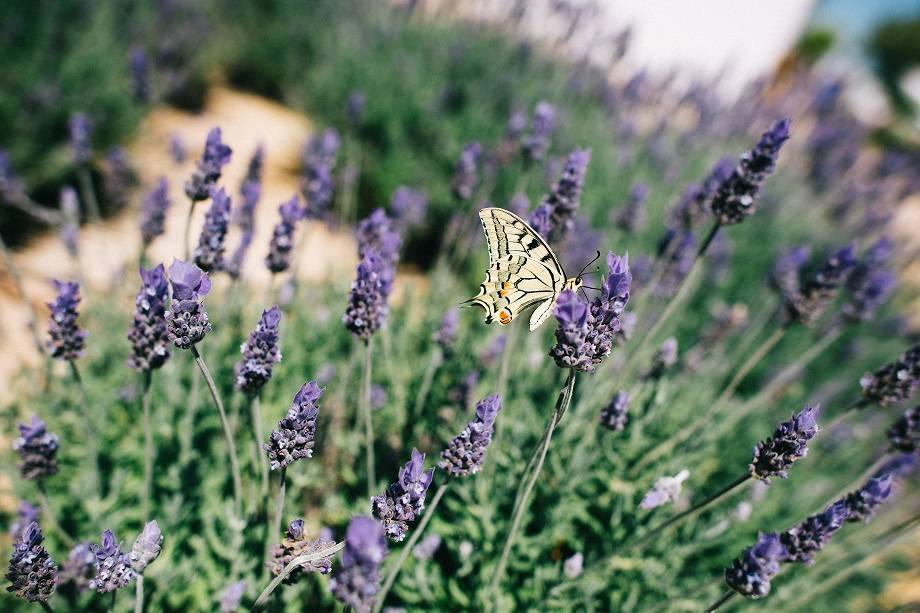 Lavanda