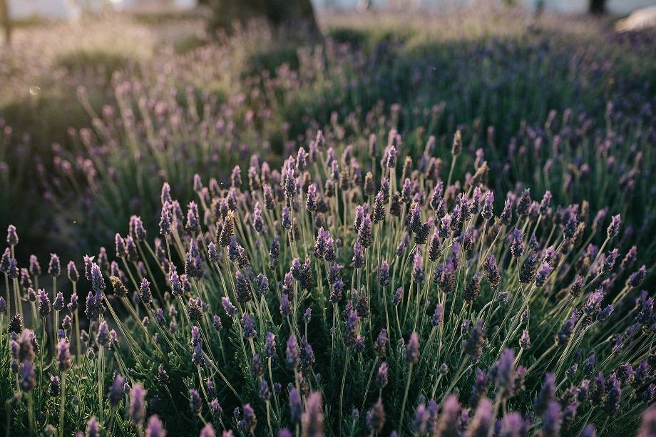 Lavanda