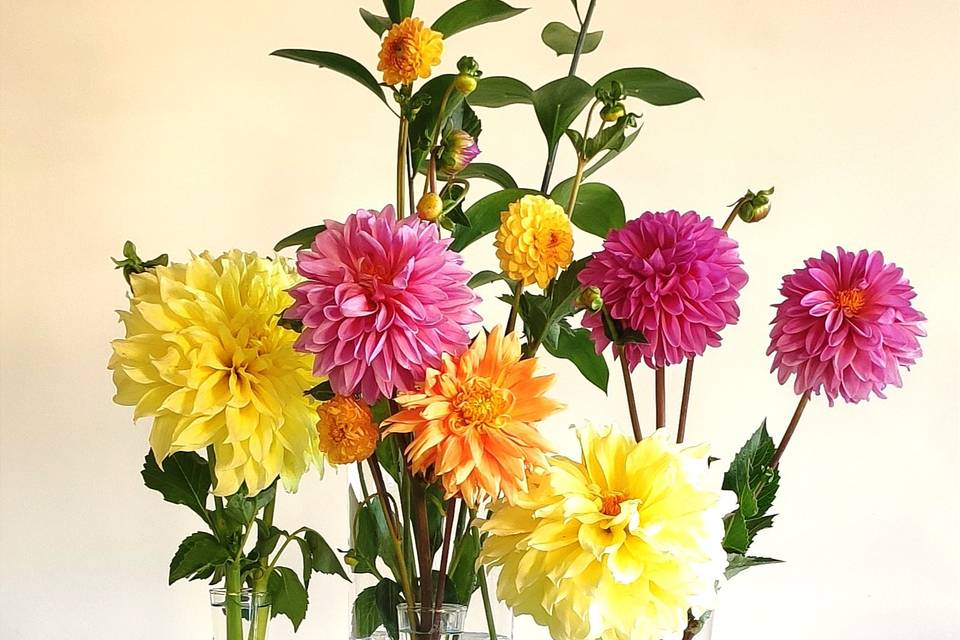 DALIAS COMPOSICIONES