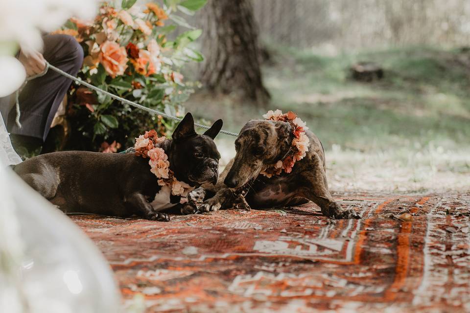 Pets at the wedding