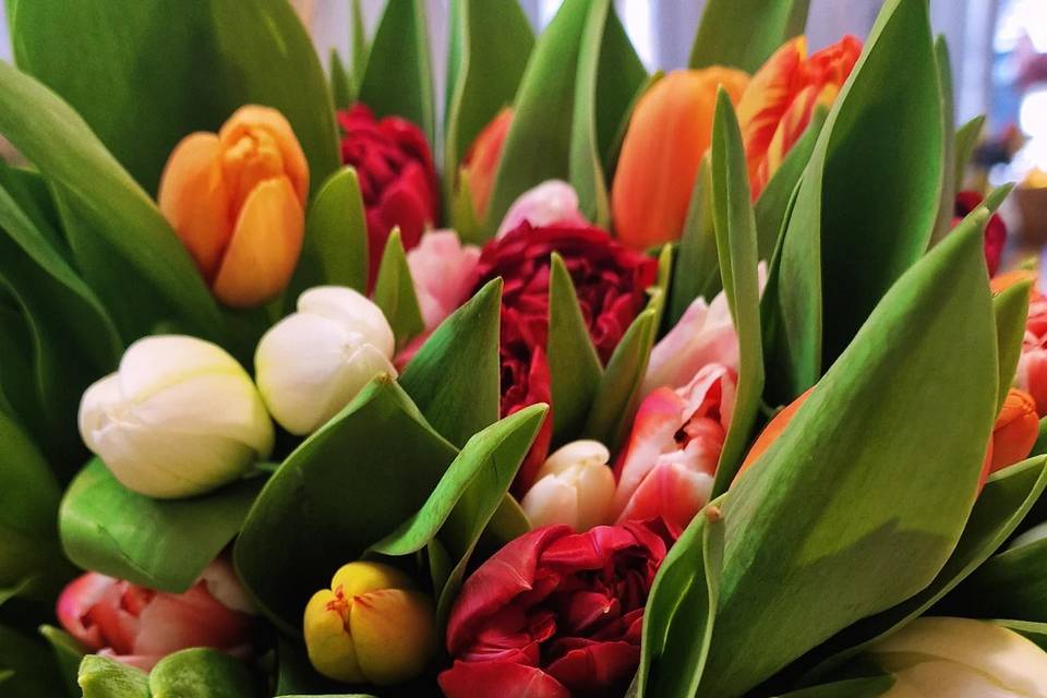 Tulipanes