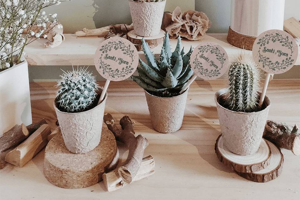 Cactus y crasas