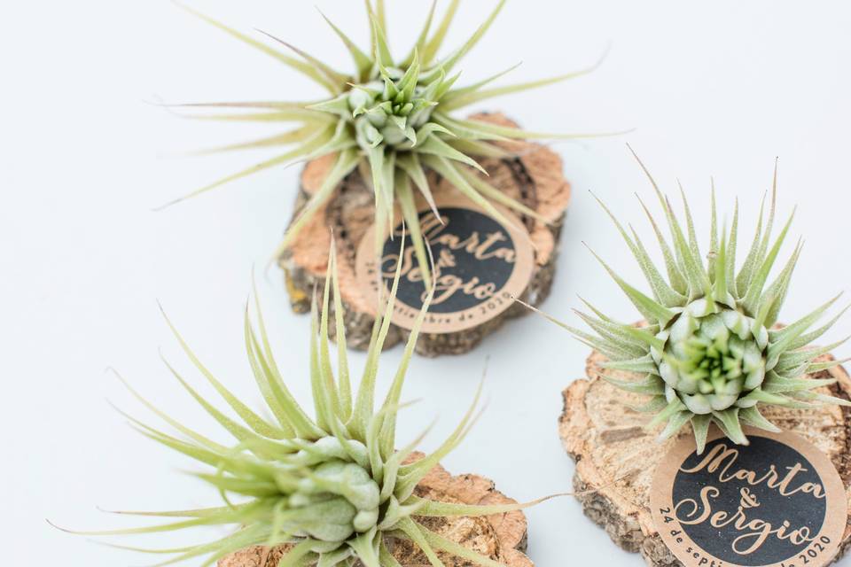 Tillandsias: plantas aéreas