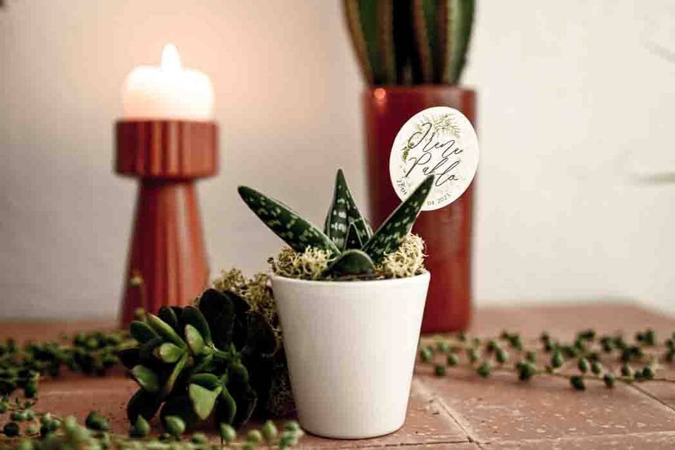 Suculentas cactus crasas