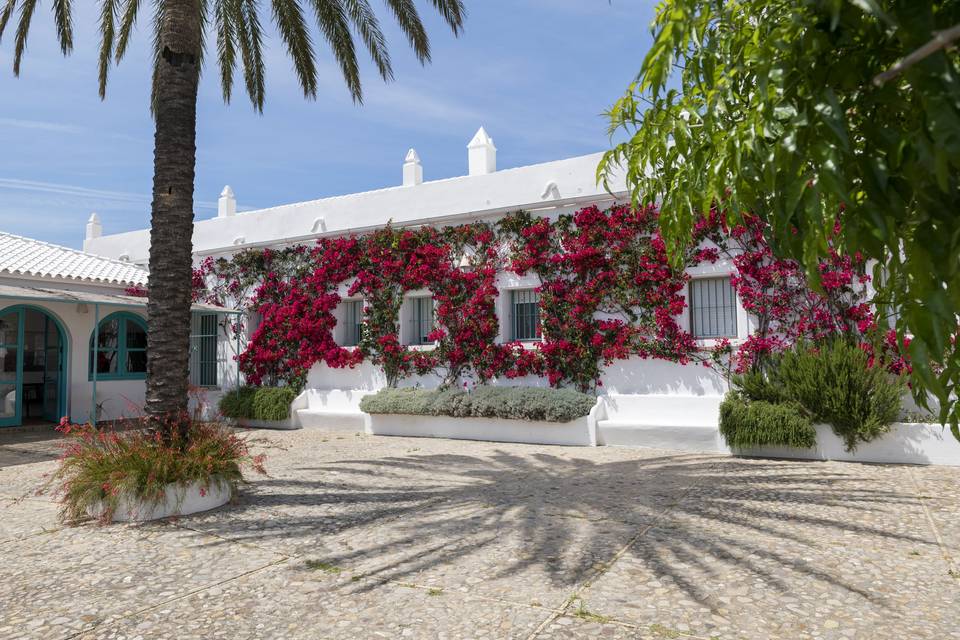 Patio de palmera