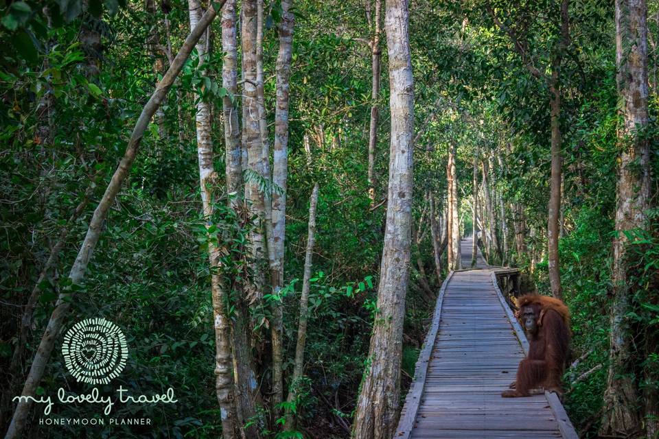 Orangutanes en Borneo