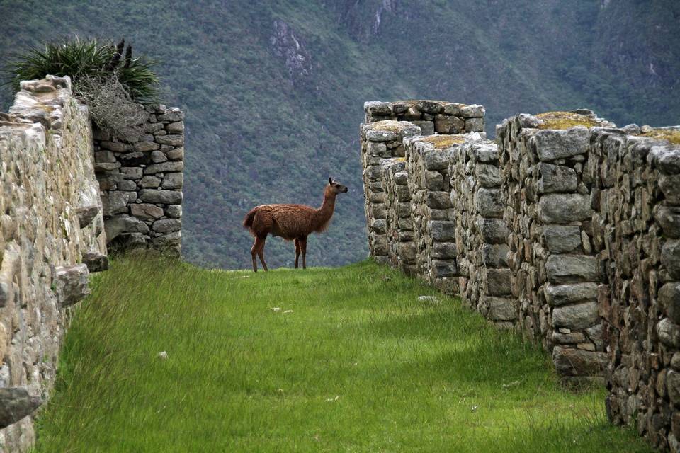 Perú llama