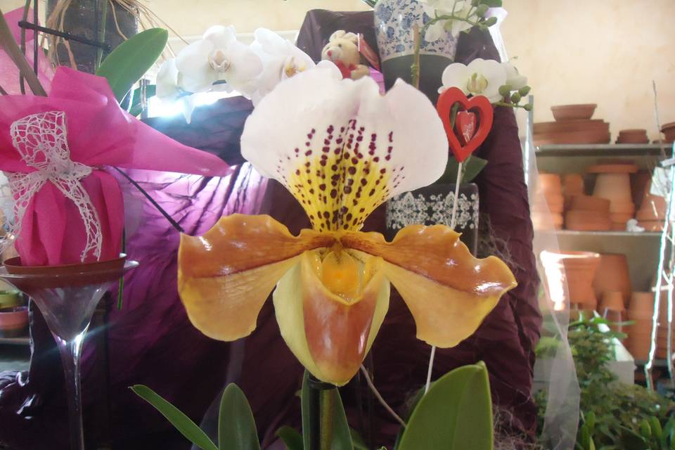 Variedad en orquídeas