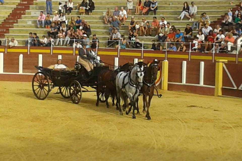 Carruajes elegantes