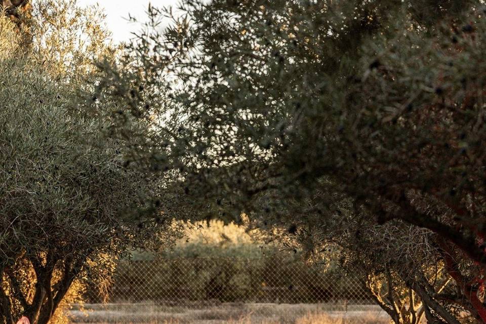 Finca San Ramón