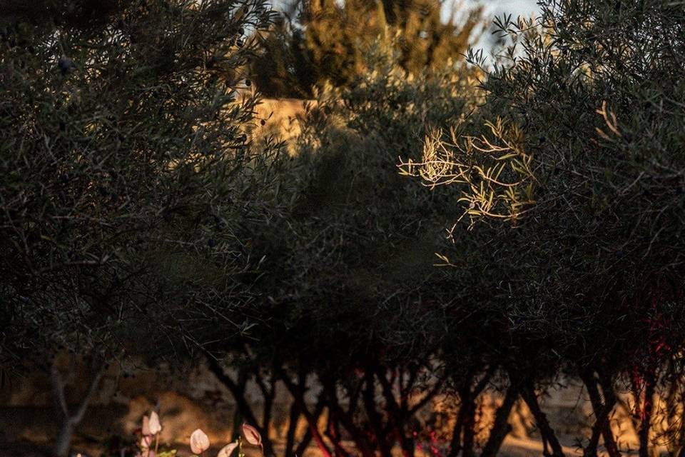 Finca San Ramón