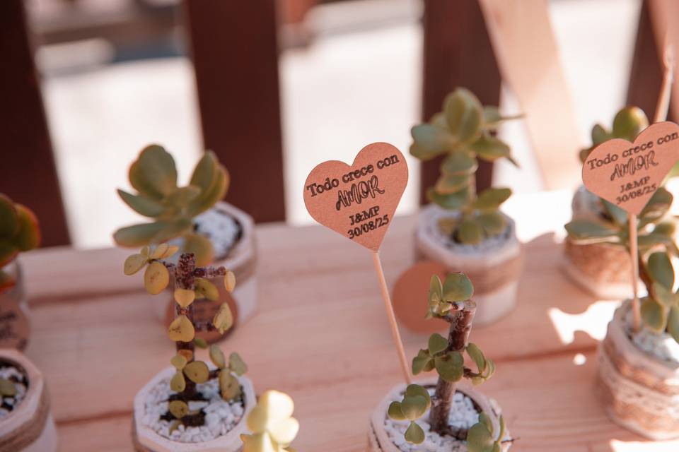 Detalles plantas