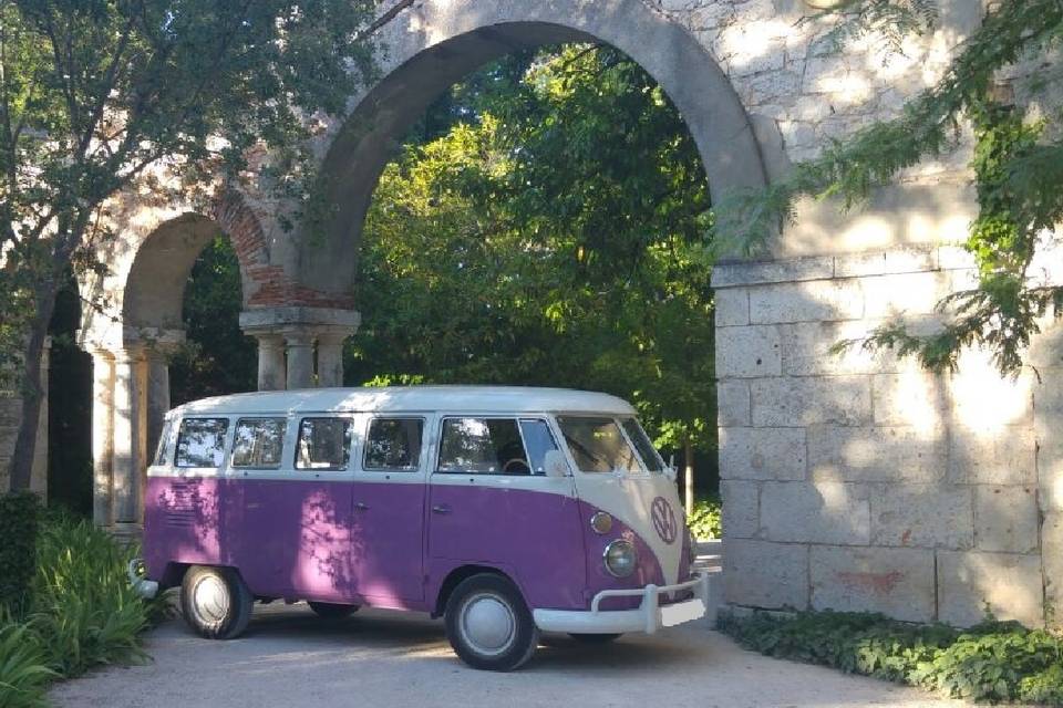 VW T1 Violeta