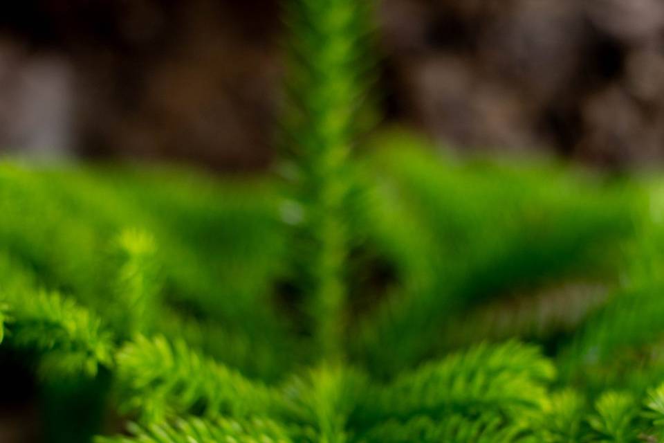 Matías Fiora Fotografía