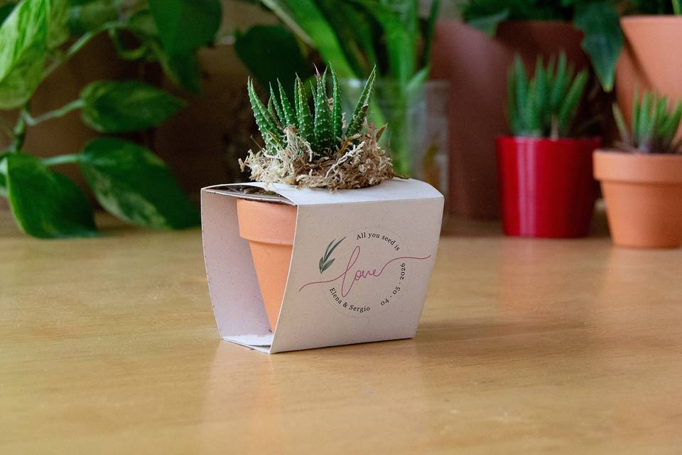 Cactus en terracota