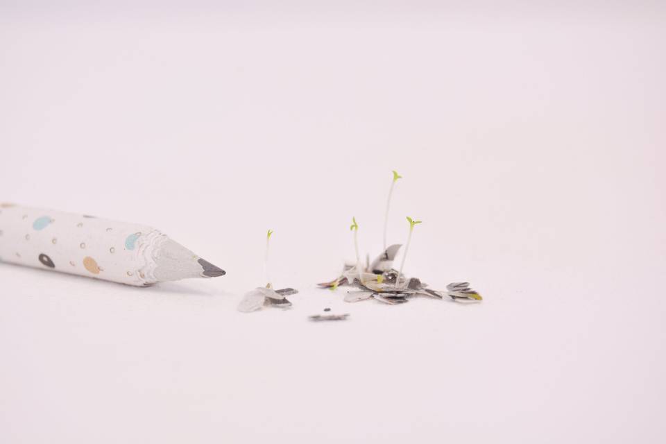 Lápiz semillas germinando