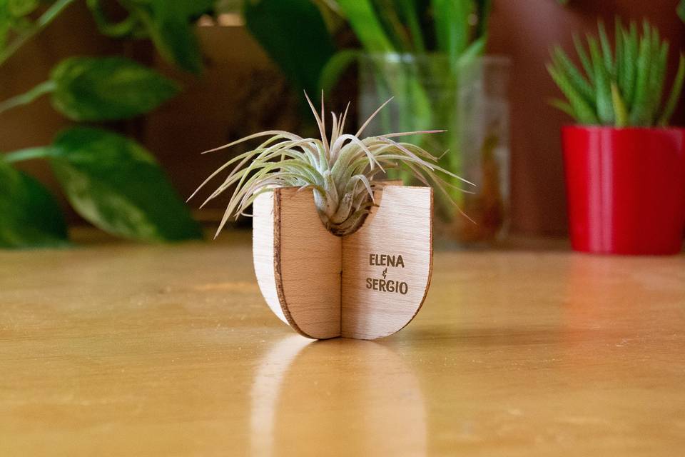 Tillandsia con soporte