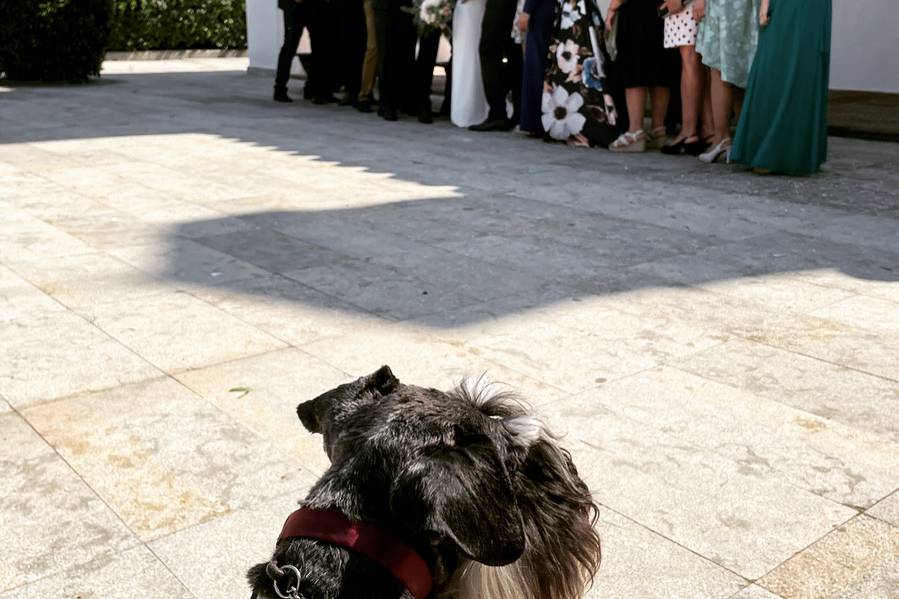 Kikao - Cuidadora de Mascotas