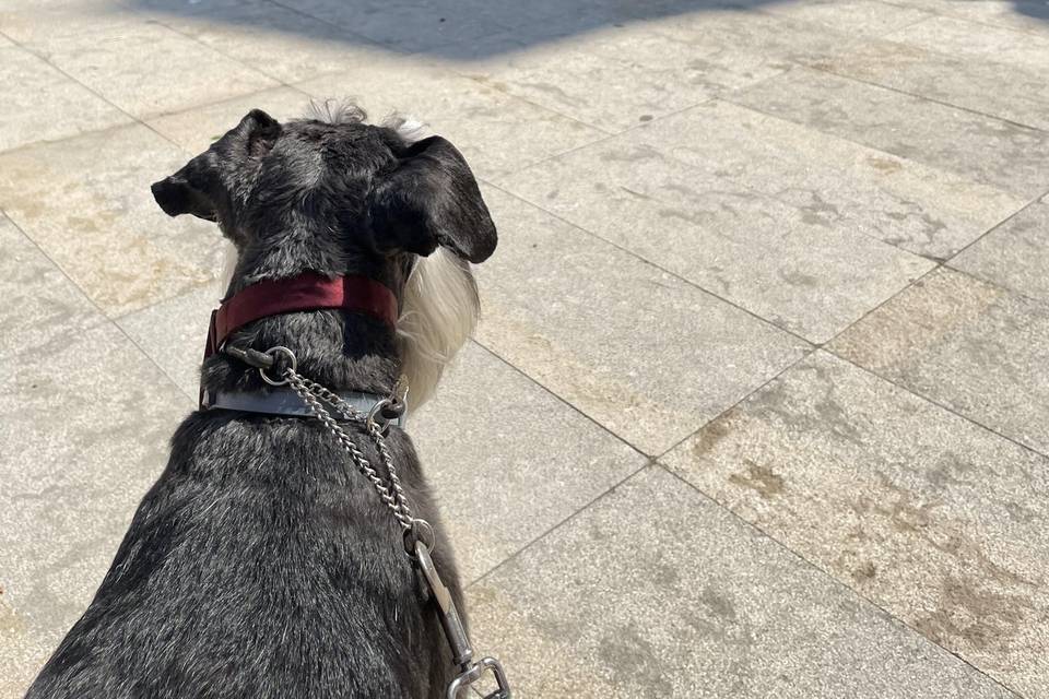 Kikao - Cuidadora de Mascotas