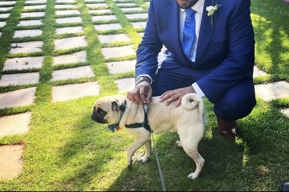 Kikao - Cuidadora de Mascotas