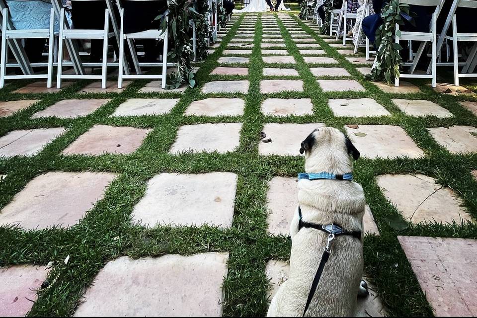 Kikao - Cuidadora de Mascotas