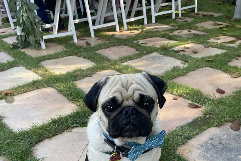 Kikao - Cuidadora de Mascotas