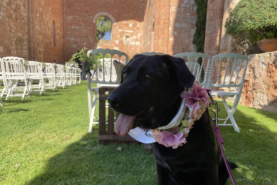 Kikao - Cuidadora de Mascotas