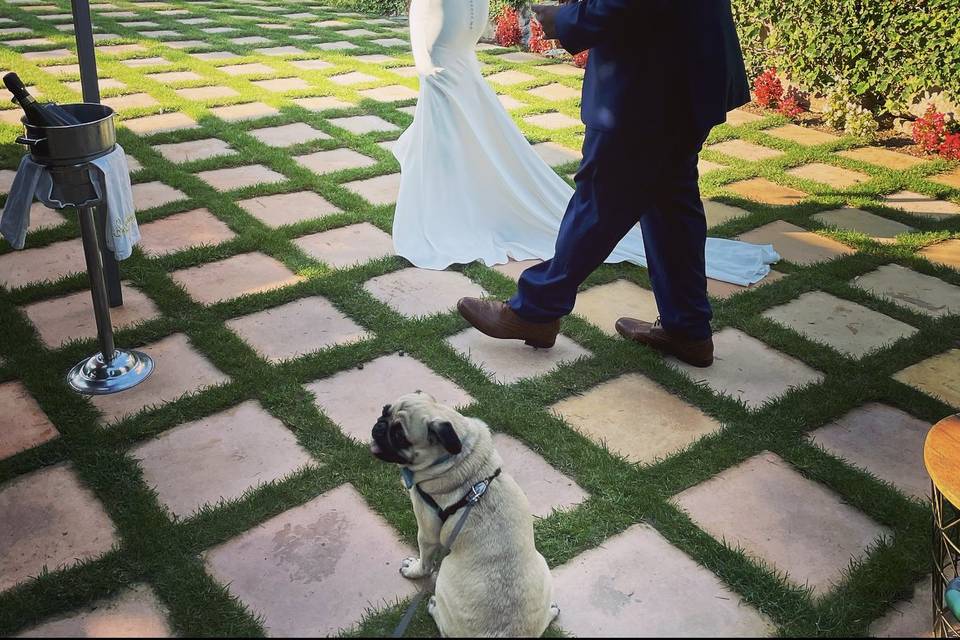 Kikao - Cuidadora de Mascotas