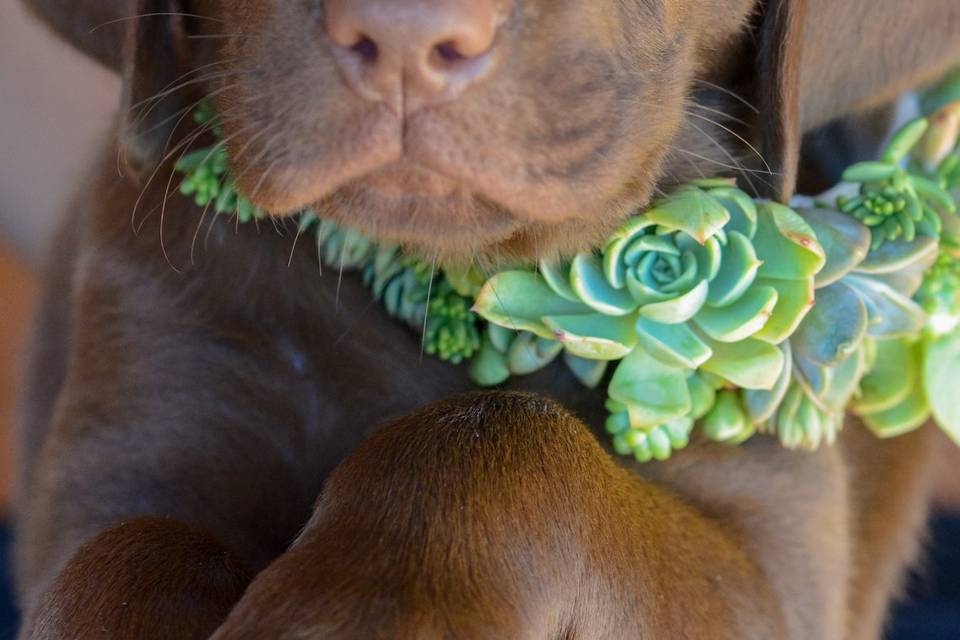 Kikao - Cuidadora de Mascotas