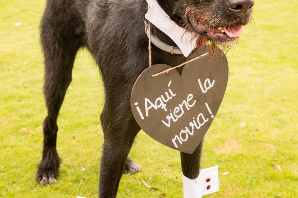 Boda con perros